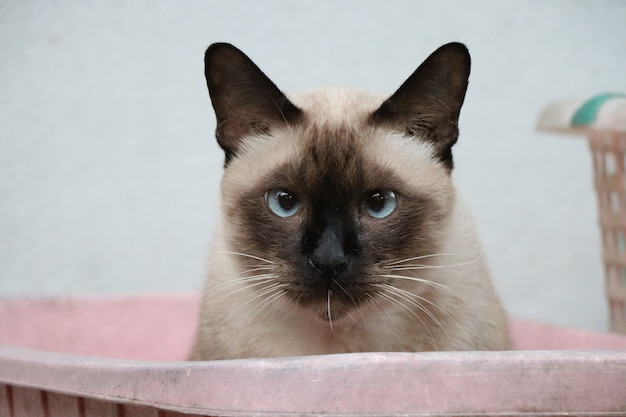 Die braune Farbe der netten Katze, die im alten Korb betrachtet die Kamera sich entspannt