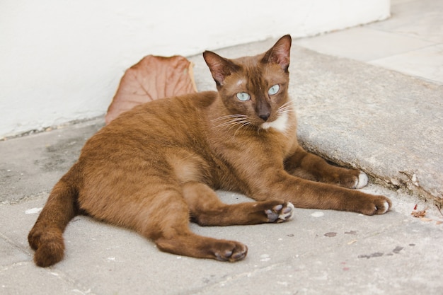 Die braunen Katzenaugen auf dem Boden schauen