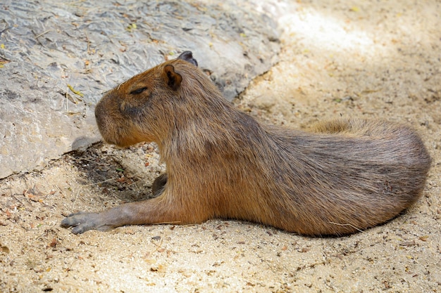 Die Capybara-Riesenratte ist ein süßes Tier im Garten