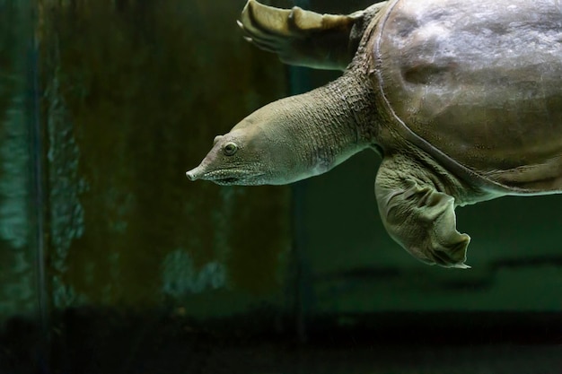 Die chinesische Trionyx-Schildkröte Pelodiscus sinensis schwimmt hautnah im Aquarium