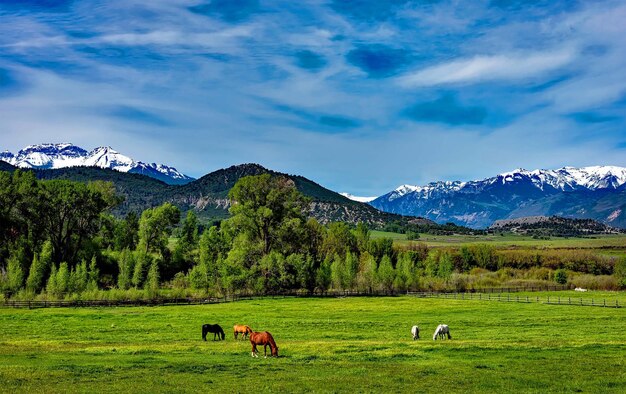 Die Colorado-Berge