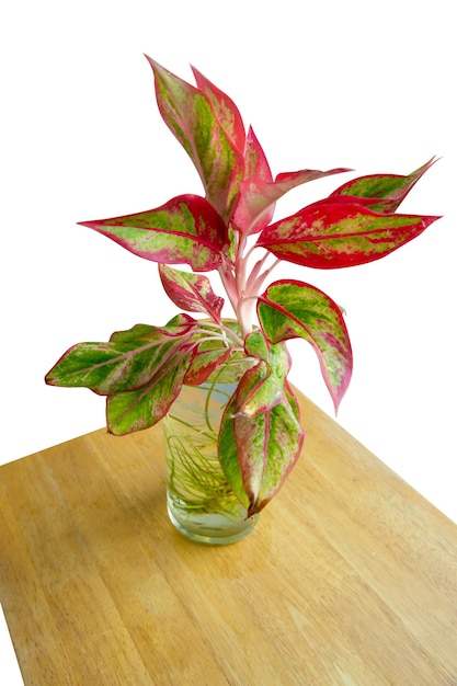 Die cut of Beautiful aglaonema ornamental Folhas rosa e verdes escuras na água, foco seletivo.