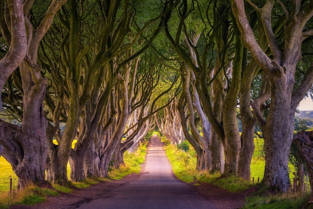 Die Dark Hedges in Nordirland bei Sonnenuntergang