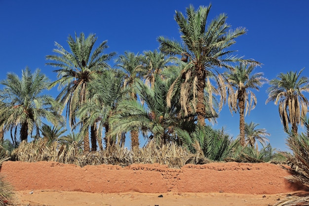 Die Dattelpalme in der verlassenen Stadt Timimun in der Sahara, Algerien