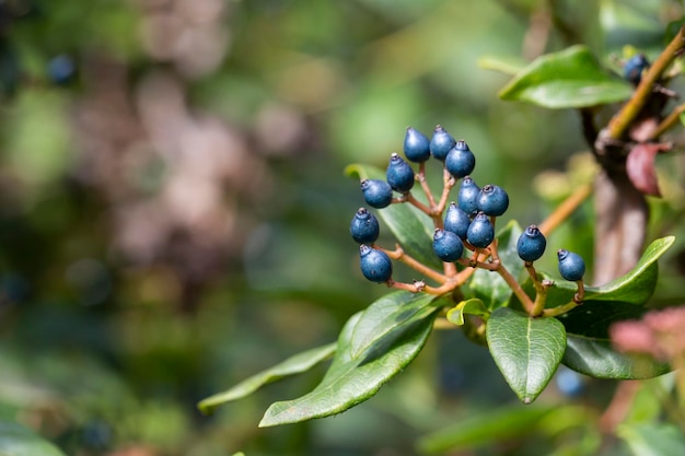 Die dekorativen blauschwarzen Beeren von Viburnum tinus „Eve Price“, einem kleinen immergrünen winterblühenden Strauch