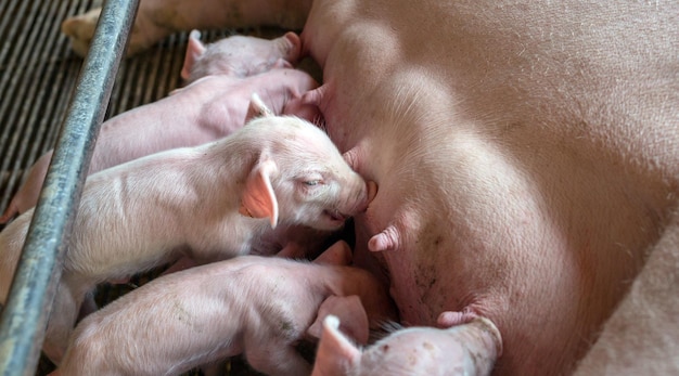 Die Draufsicht auf viele neugeborene Ferkel schlafen auf der Muttermilch Mama Schwein füttert Babyschwein