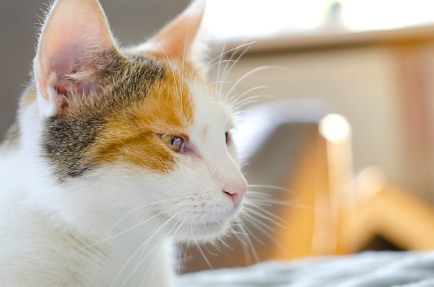 Die dreifarbige Hauskatze will schlafen