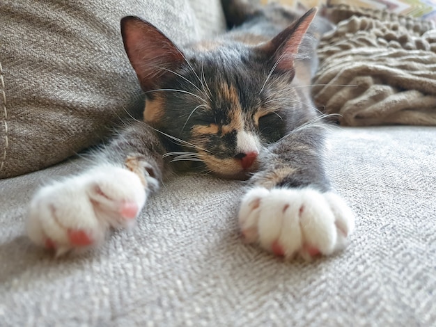 Die dreifarbige Katze schläft mit ausgestreckten weißen Pfoten, ein graues Kätzchen schläft auf der Couch.