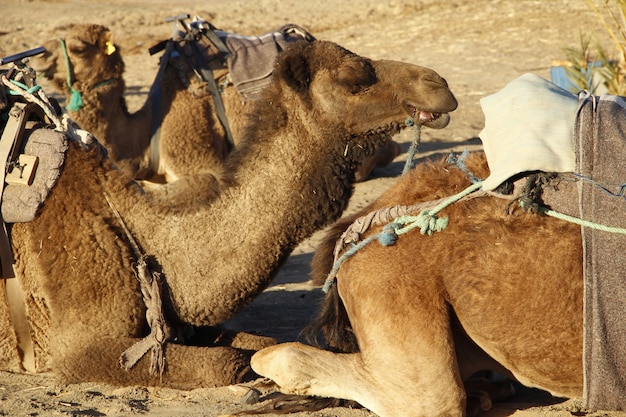 Die Dromedare ruhen auf dem Boden der Merzouga-Wüste. Marokko