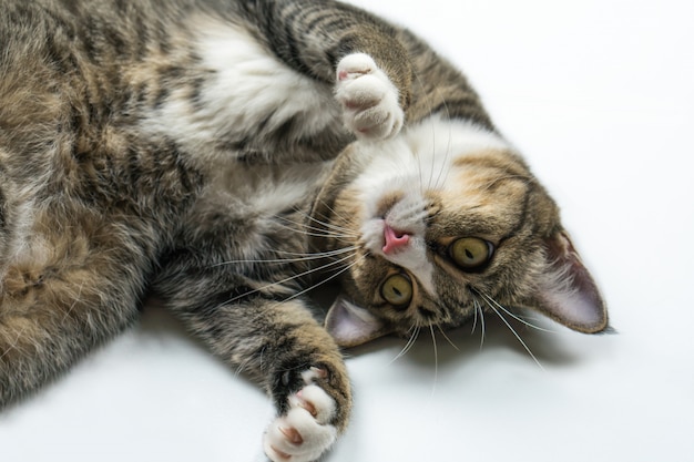 Die dunkle Katze liegt auf dem Boden im Haus