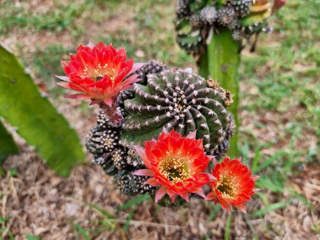 Foto die echinopsis-kaktusblume im garten