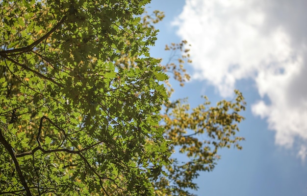 Die Eiche (Quercus robur) nachschlagen, Blätter gegen den sonnigen Himmel sichtbar.