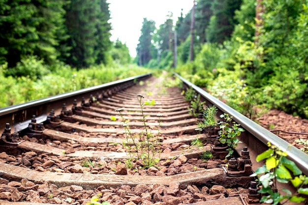 Die Eisenbahnlinie führt durch einen wunderschönen Wald