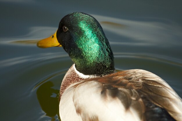 Die Ente schwimmt auf dem Parksee