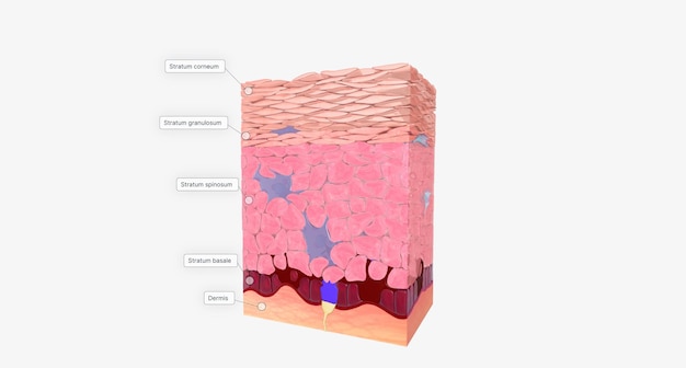 Die Epidermis ist die äußerste Hautschicht und besteht hauptsächlich aus Keratinozyten, die das Protein Keratin produzieren