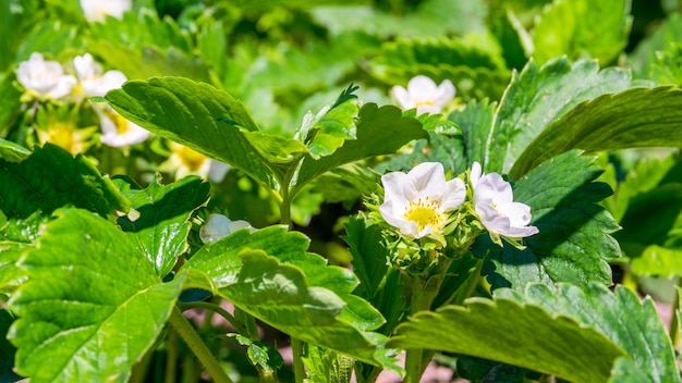 Die Erdbeerpflanze blüht im Frühjahr Nahaufnahme