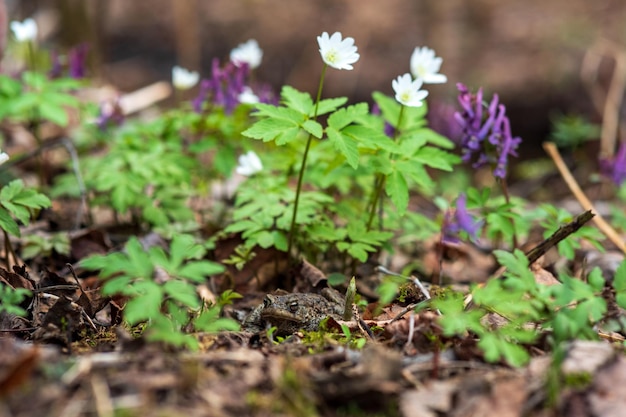 Die Erdkröte versteckt sich im Waldboden zwischen den ersten Frühlingsblumen