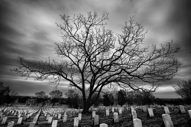 Foto die erhobenen knochen des arlington national cemetery