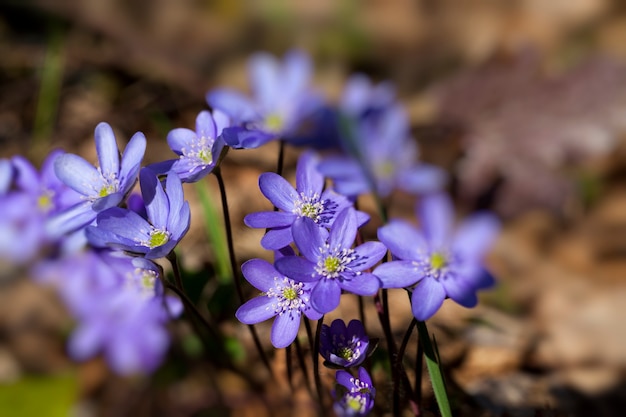 Die erste Blüte im Wald