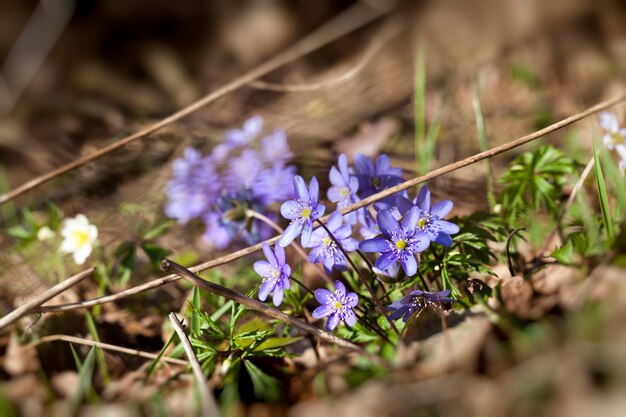 Die erste Blüte im Wald