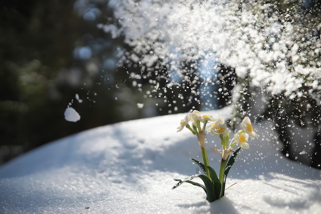 Die erste Frühlingsblume. Schneeglöckchen im Wald. Sonniger Frühlingstag im Wald.