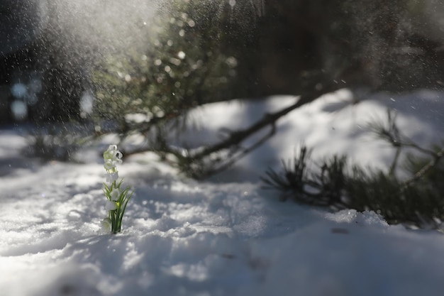 Die erste Frühlingsblume. Schneeglöckchen im Wald. Sonniger Frühlingstag im Wald.