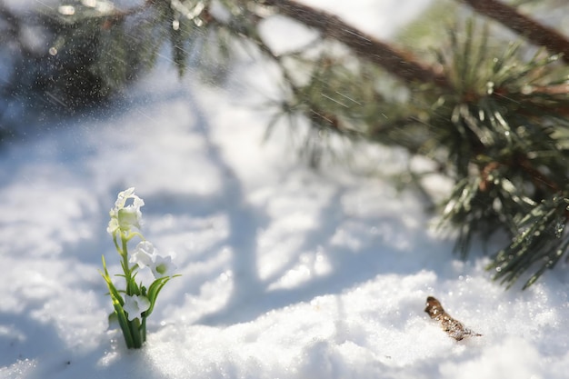 Die erste Frühlingsblume. Schneeglöckchen im Wald. Sonniger Frühlingstag im Wald.