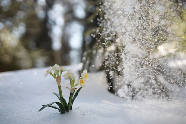 Die erste Frühlingsblume. Schneeglöckchen im Wald. Sonniger Frühlingstag im Wald.