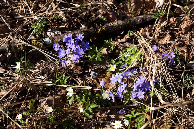 Die ersten blauen Waldblumen im Frühjahr, Waldpflanzen im Frühjahr im Wald