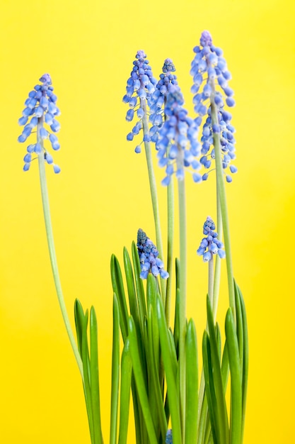 Die ersten Blüten sind im Frühling lila