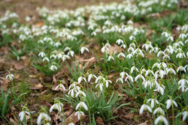 Die ersten Blüten zu Beginn des Jahres