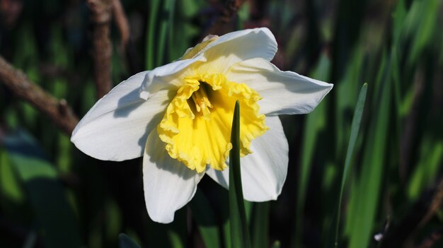 Foto die ersten blumen im park.