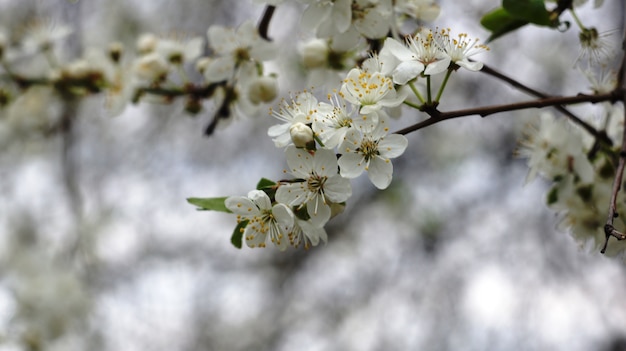 Foto die ersten blumen im park.