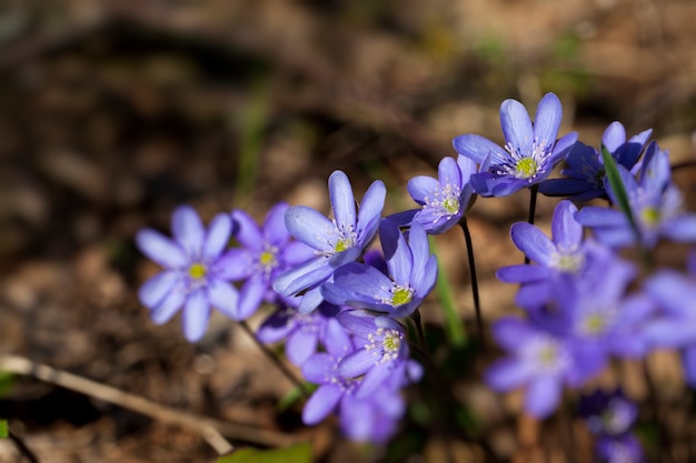 Die ersten Blumen wachsen im Frühling und Sommer in Wäldern und Parks