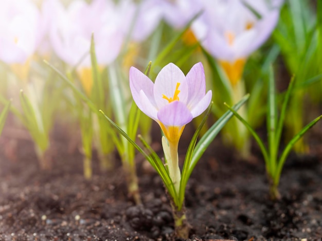 Die ersten Frühlingsblumen erste Krokusse Der Frühlingsanfang