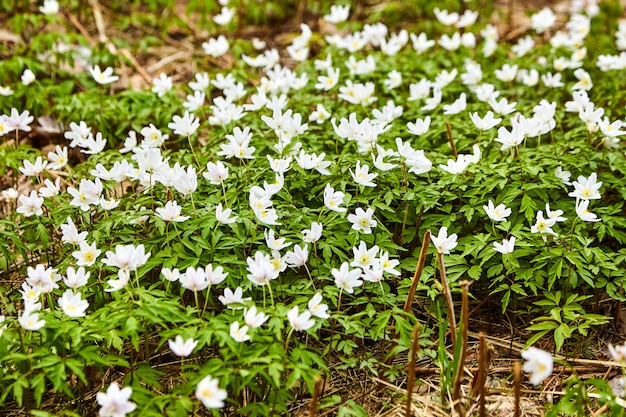 Die ersten Frühlingsblumen im Wald - weiße Schneeglöckchen