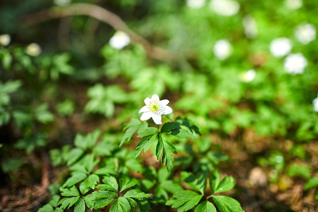 Die ersten Frühlingsblumen im Wald - weiße Schneeglöckchen