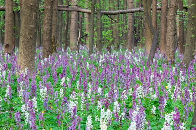 Die ersten Frühlingsblumen in Holz