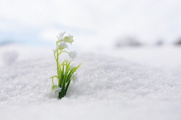 Die ersten Frühlingsblumen. Schneeglöckchen im Wald wachsen aus dem Schnee. Weiße Maiglöckchen blühen unter den ersten Strahlen der Frühlingssonne.