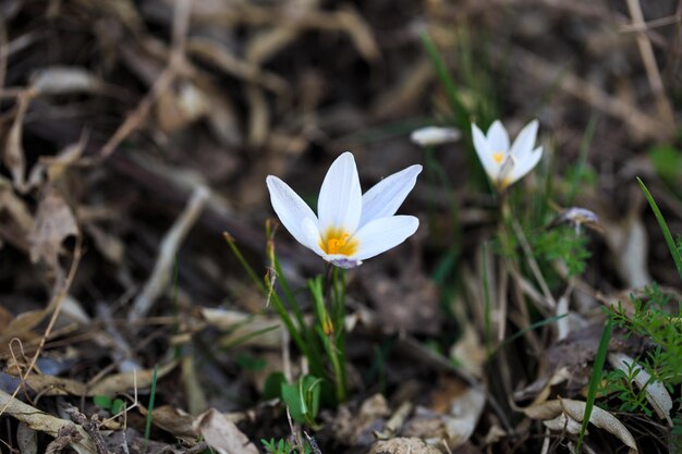 Die ersten Frühlingsblumen sind Krokusse in freier Wildbahn Weiße Blumen auf dem Hintergrund der Natur Frühlingsblumen Frühlingshintergrund