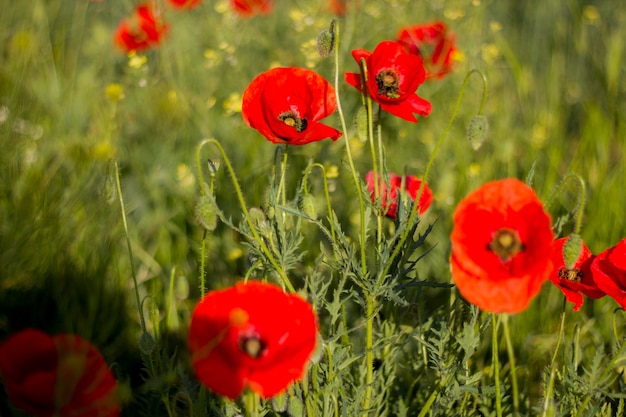 Foto die ersten frühlingsblumen.