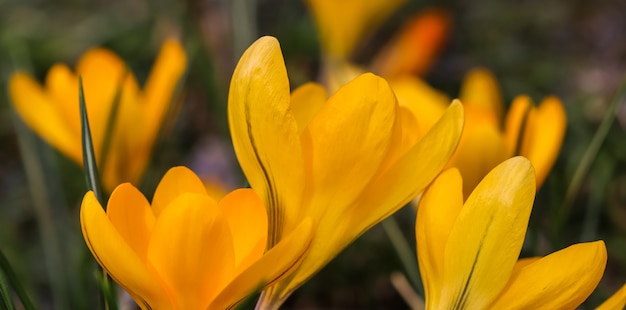 Foto die ersten gelben krokusse in meinem garten im frühling