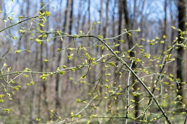 Die ersten Knospen erschienen am Busch