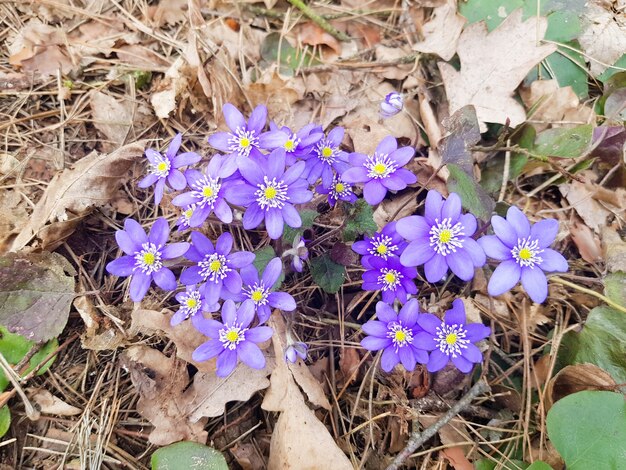 Die ersten Schneeglöckchen nach dem Winter Anemone hepatica