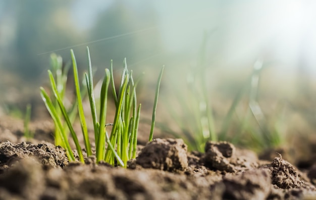 Die ersten Sprossen von Frühlingszwiebeln im Garten nach der Winternahaufnahmeökologie