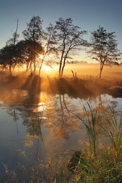 Die ersten Strahlen der aufgehenden Sonne im nebligen Sumpf