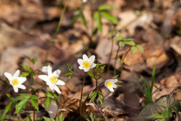 Die ersten weißen Waldblumen im Frühjahr, Waldblüten im Frühjahr