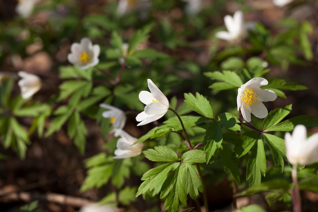 Die ersten weißen Waldblumen im Frühjahr, Waldblüten im Frühjahr