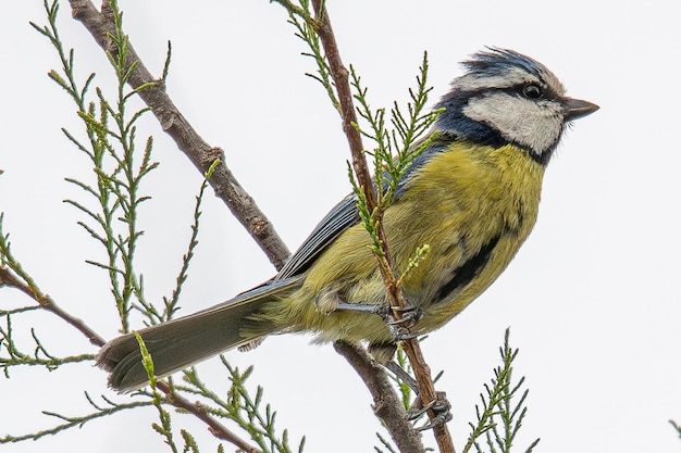 Die Eurasische Blaumeise Cyanistes caeruleus ist ein kleiner Sperlingsvogel, der in Aiguamolls Emporda Girona Spanien verbreitet ist