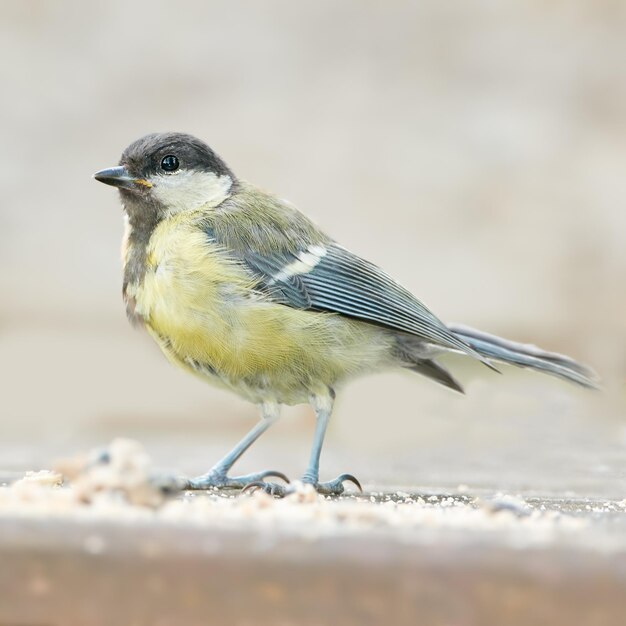 Die Eurasische Blaumeise ist ein kleiner Singvogel aus der Familie der Paridae. Der Vogel ist leicht an seinem blau-gelben Gefieder zu erkennen